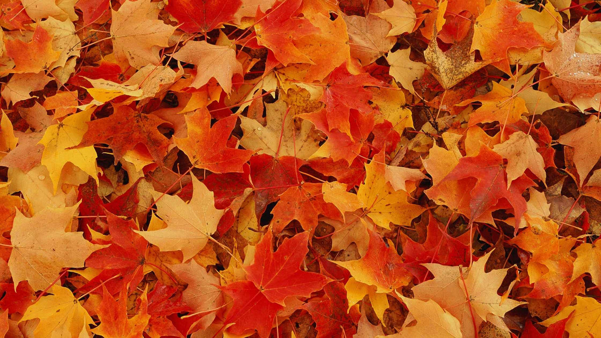 Fall 25
